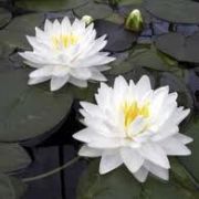 Nymphaea 'Gonnere'